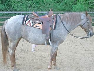 Markt Reitbeteiligung Frankenhorse